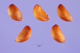   Seeds:   Bischofia javanica ; Photo by S. Hurst, USDA-NRCS Plants Database
